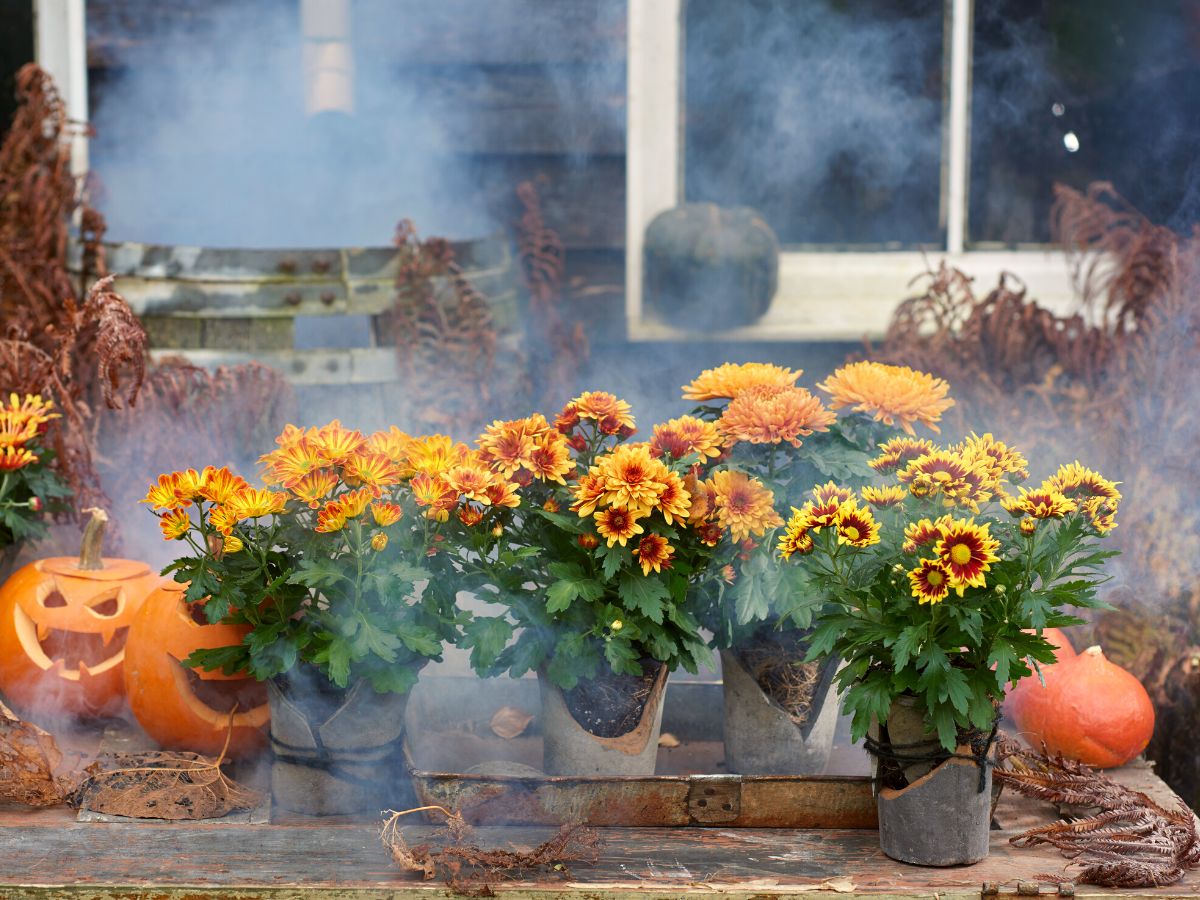 Halloween decor using Royal Van Zanten chrysanthemums on Thursd