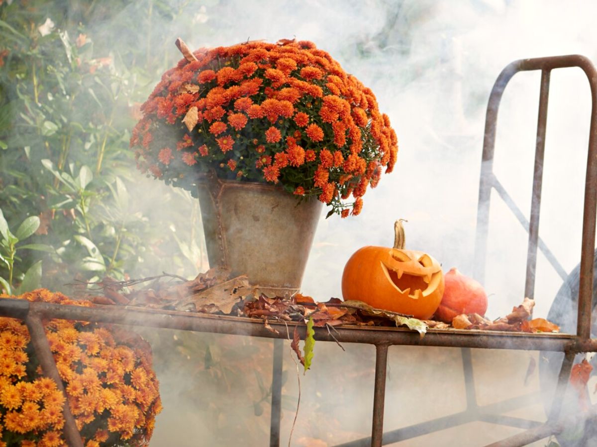 Royal Van Zanten bright orange pot mums on Thursd