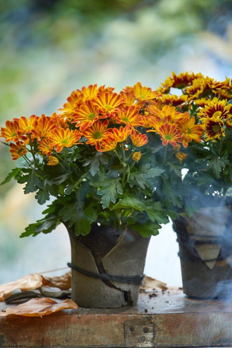 Mix orange chrysanthemums on Thursd