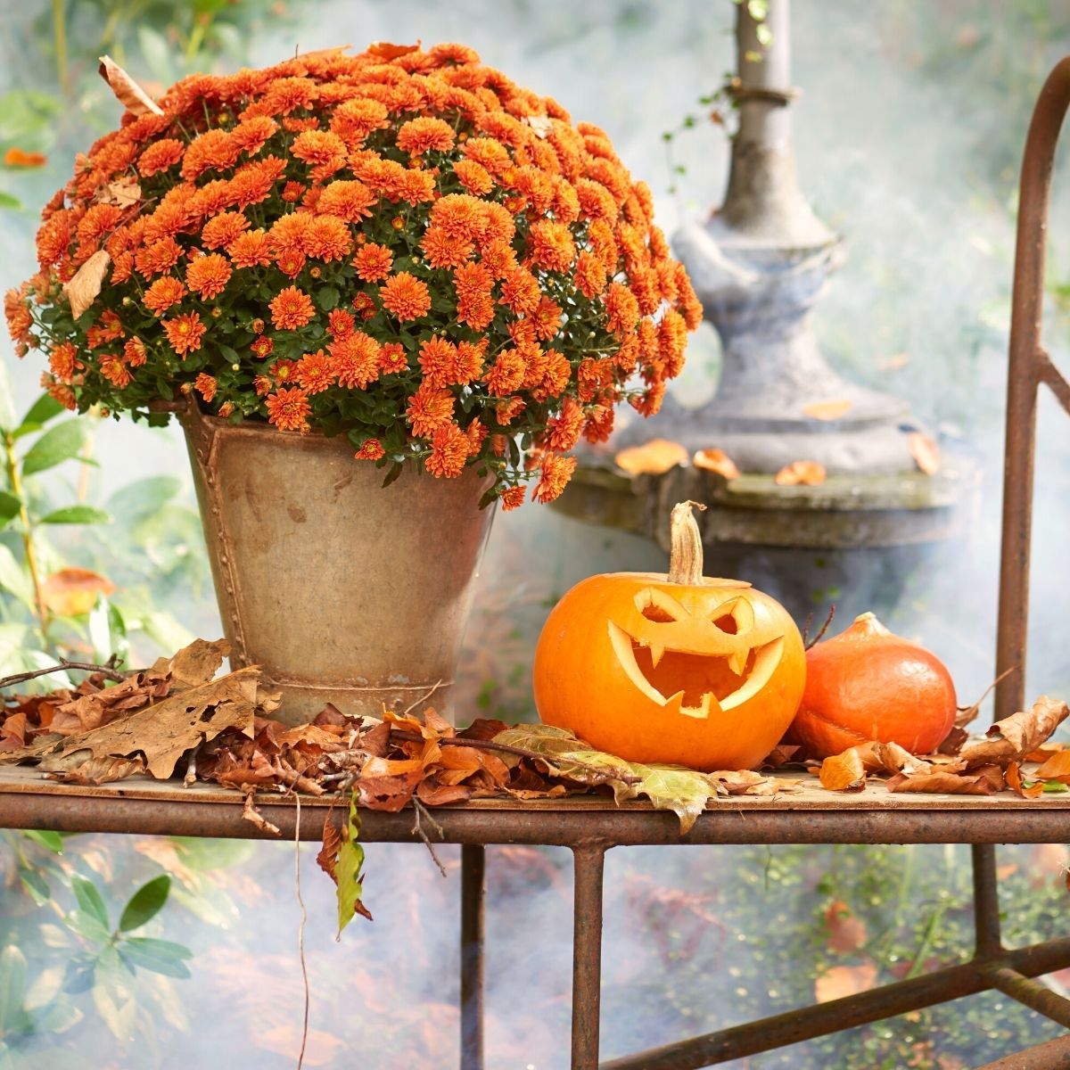 royal-van-zanten-has-the-perfect-halloween-pot-mums-featured