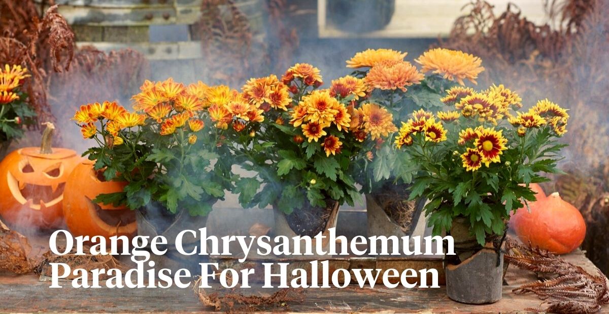 Chrysanthemum halloween decor header on Thursd 