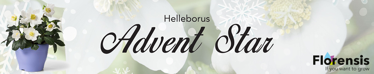 Florensis Helleborus Advent Star Banner on Thursd