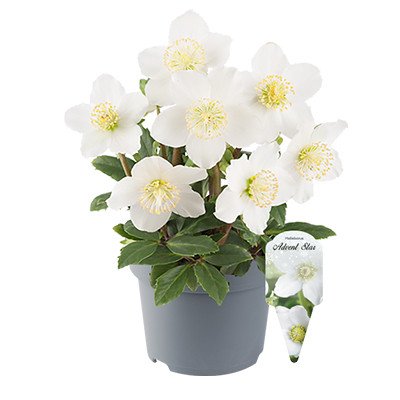 Helleborus Advent Star | Product Featured on Thursd.com