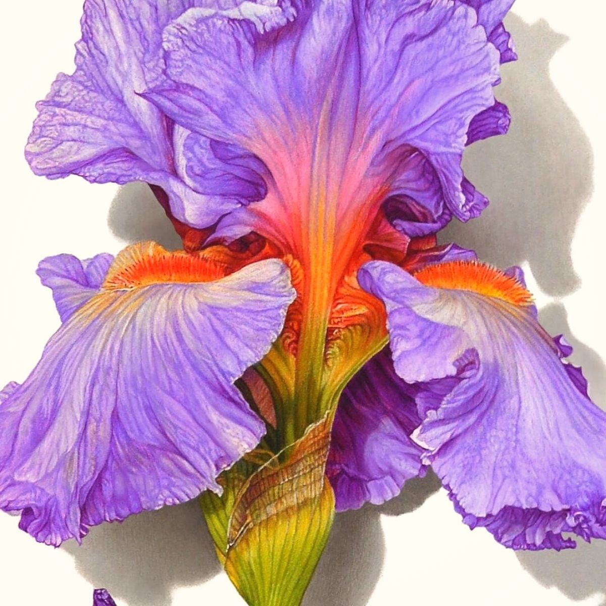 David Morrison Creates Hyperrealistic Botanical Drawings That Feel Like