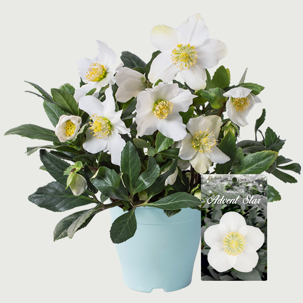 Helleborus Advent Star blue pot on Thursd