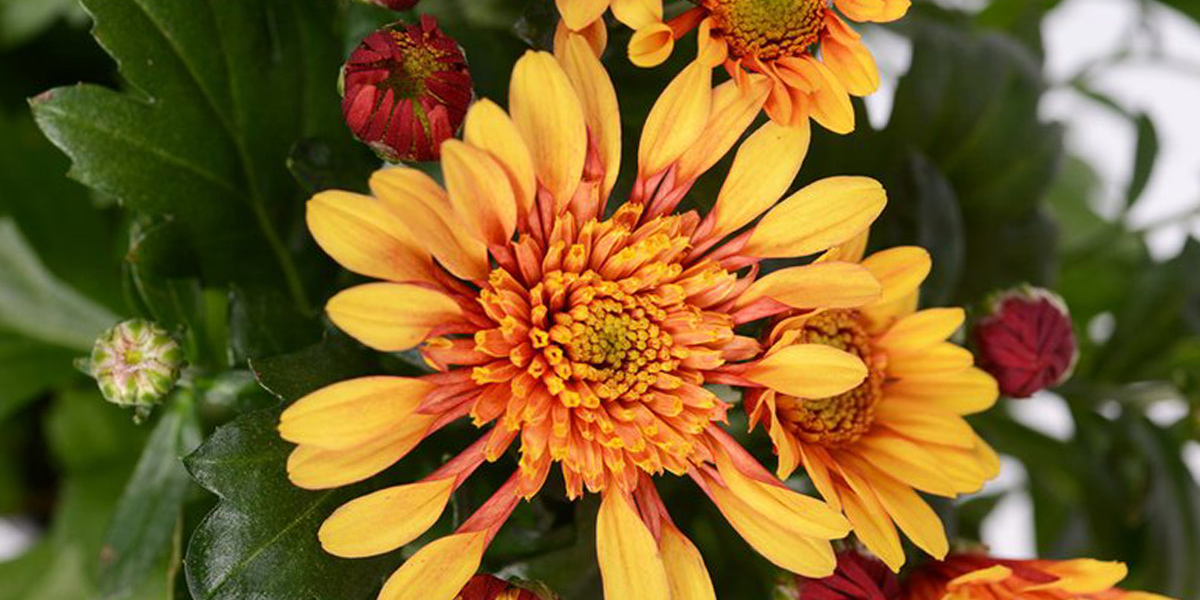 Chrysanthemum Embera Orange plant on Thursd header