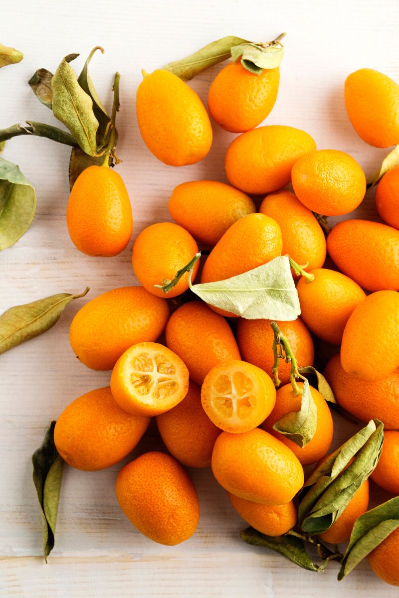 Kumquat tree citrus fruit on Thursd
