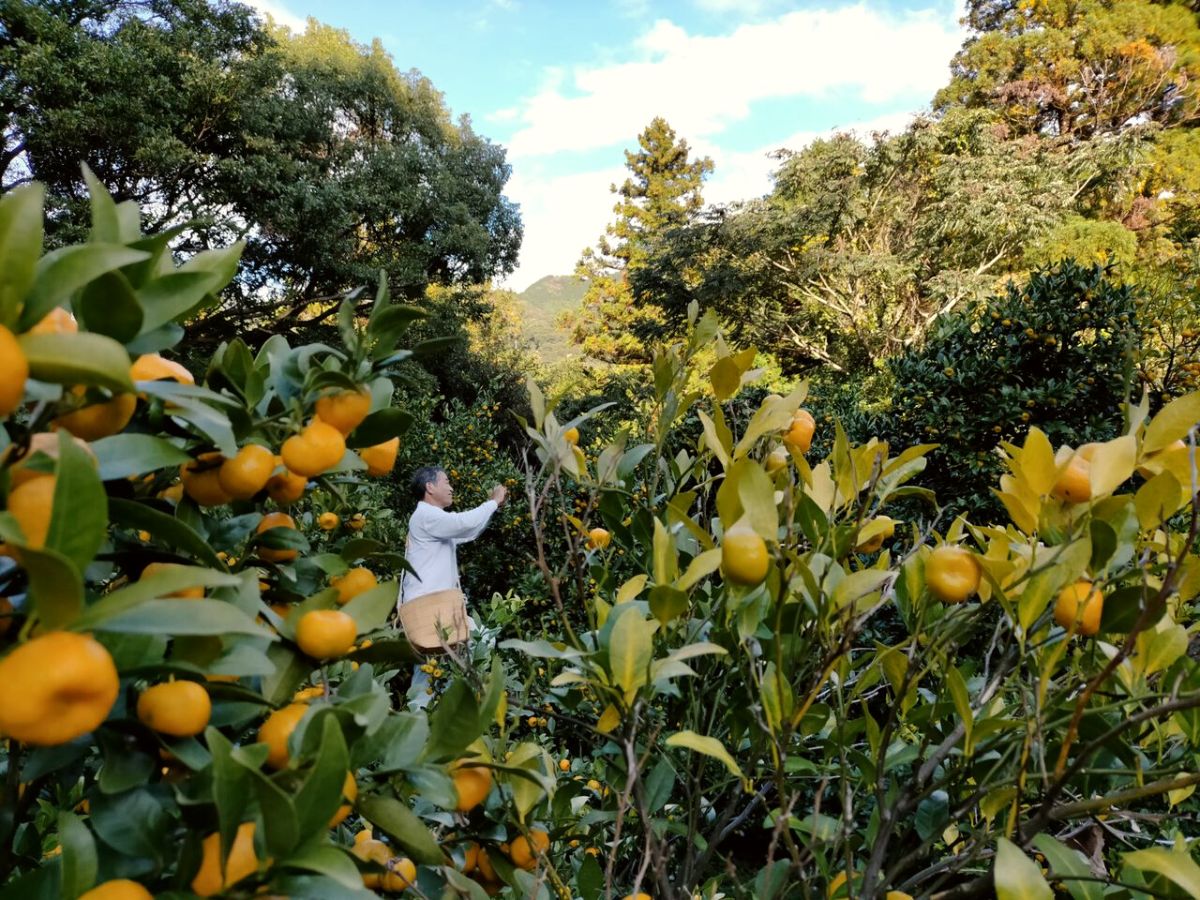 Origin of kumquat plant on Thursd