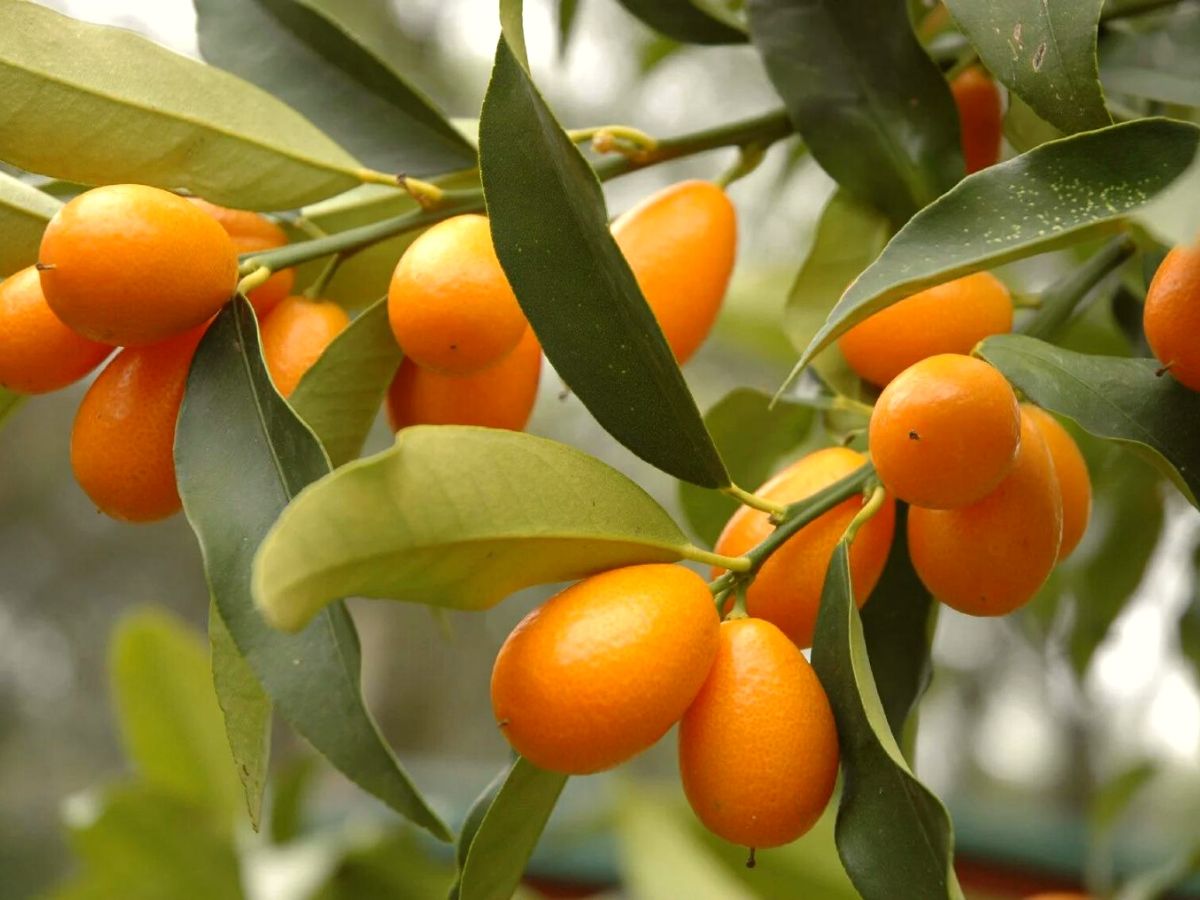 Kumquat trees lighting for full growth on Thursd
