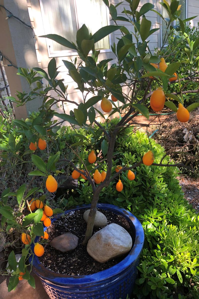 Kumquat tree citrus fruit fertilizing on Thursd