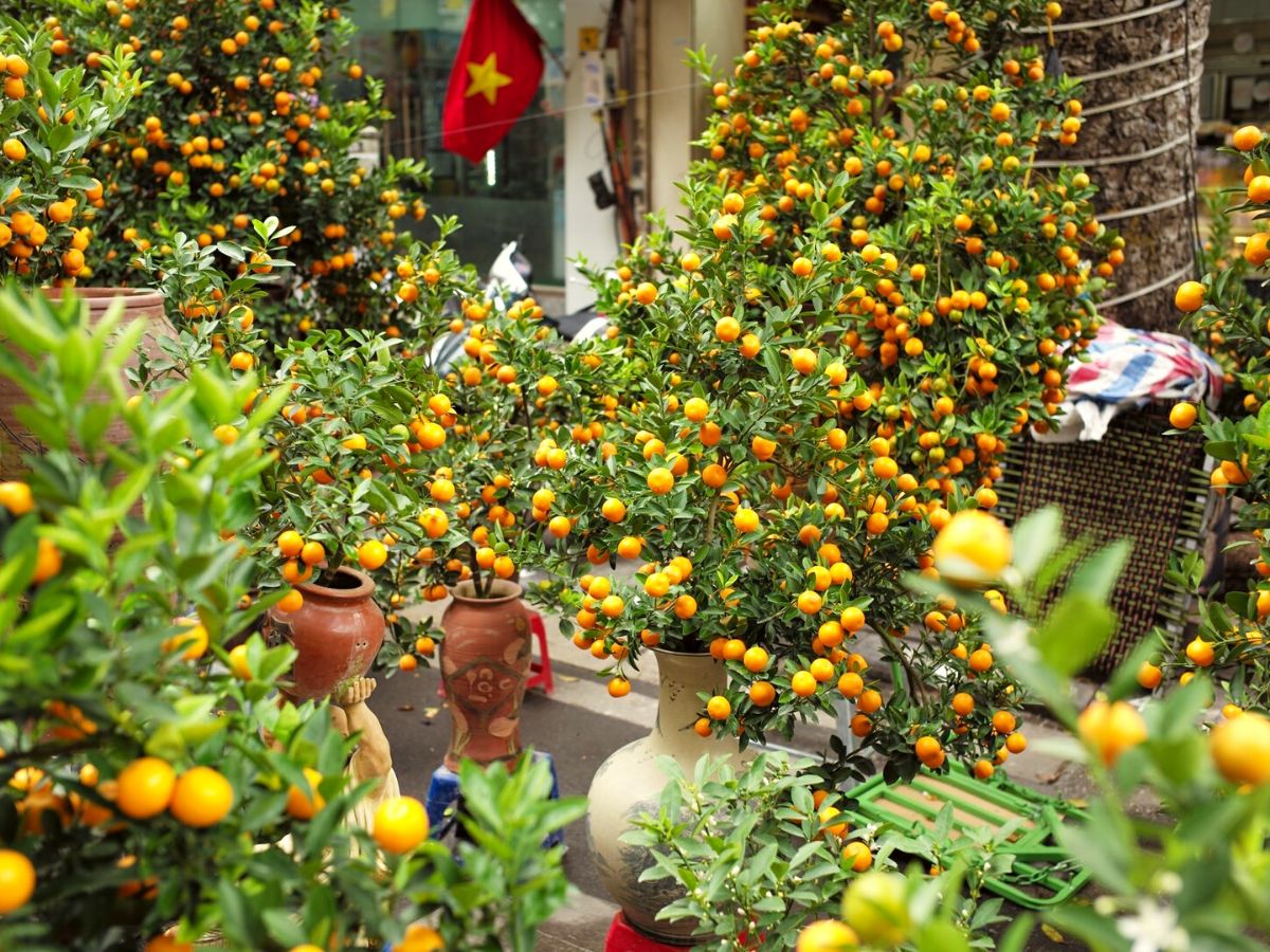 Pruning Kumquat trees on Thursd