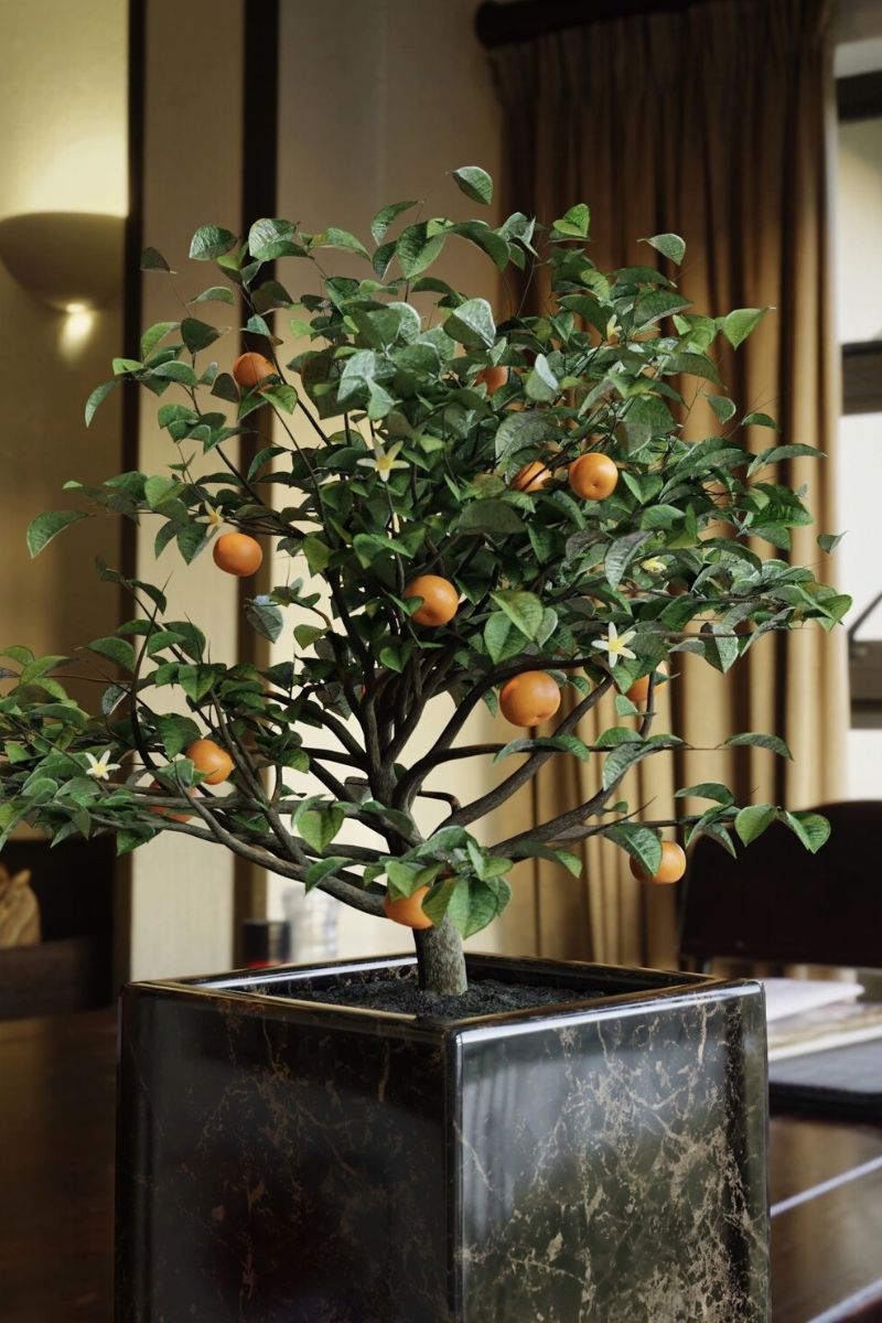 Kumquat uses for indoor decoration on Thursd