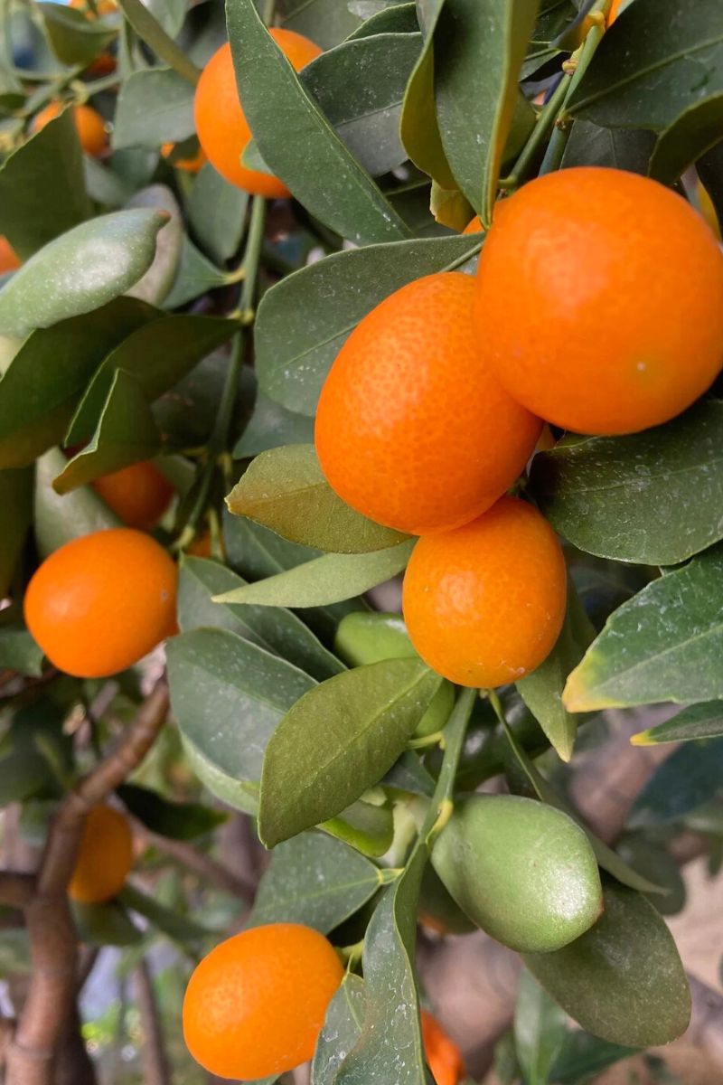 Kumquat Meiwa on Thursd
