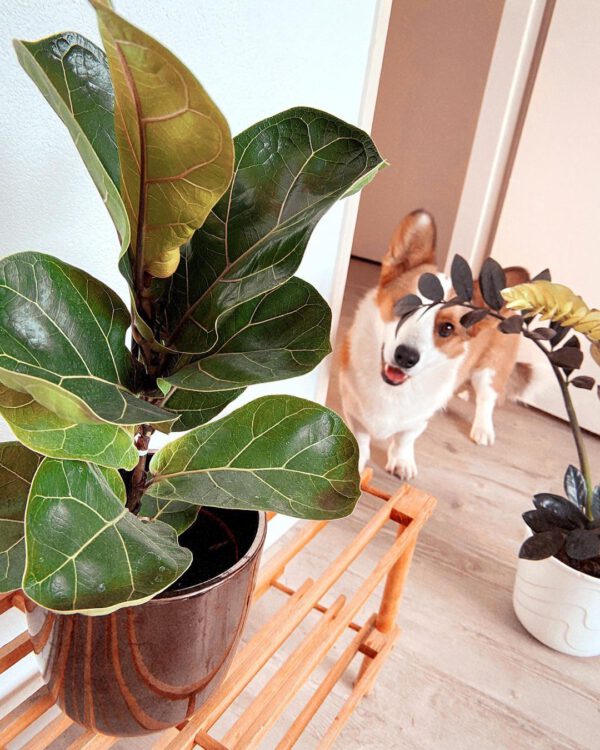 Must-have Plants for on Your Desk Ficus