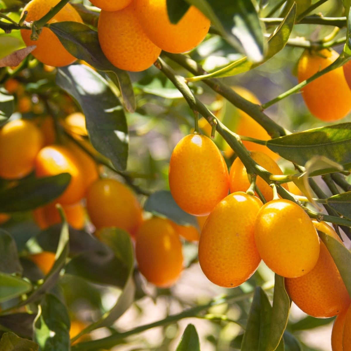 Kumquat edible fruits on Thursd