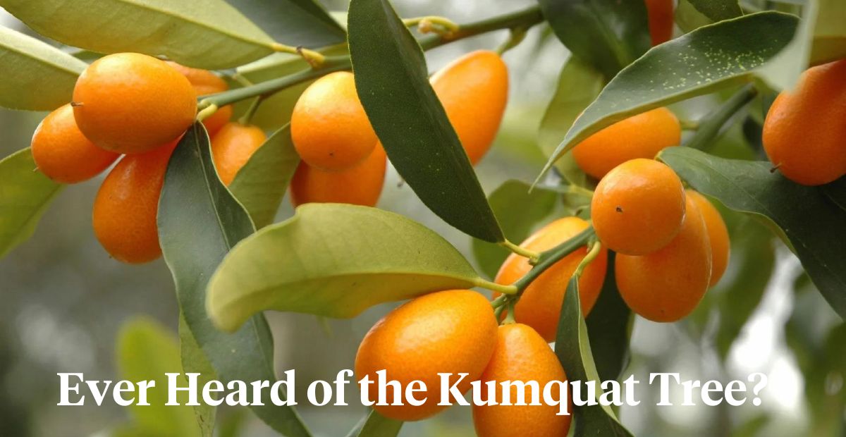 Kumquat Tree header on Thursd 