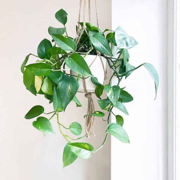 Must-have Plants for on Your Desk Pothos