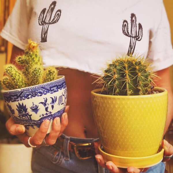 Must-have Plants for on Your Desk Cacti