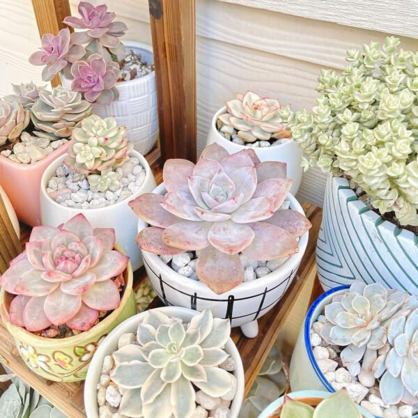 Must-have Plants for on Your Desk Succulent