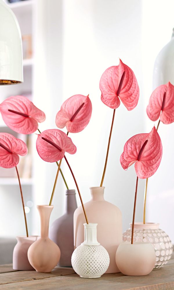 Anthurium Candy by Anthogether