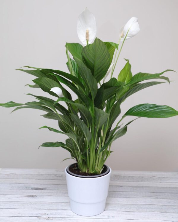 Must-have Plants for on Your Desk Peace Lily