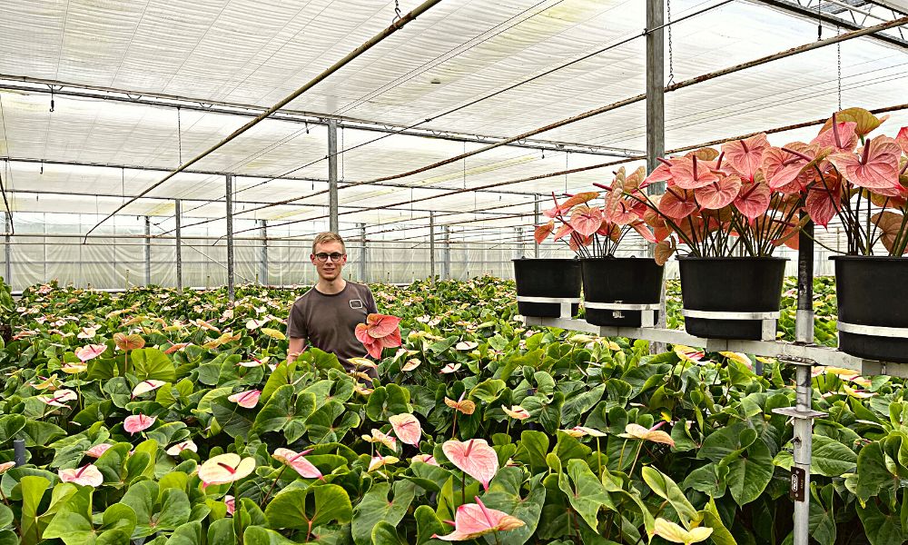 Oosterzon Anthurium Nursery  picking flowers