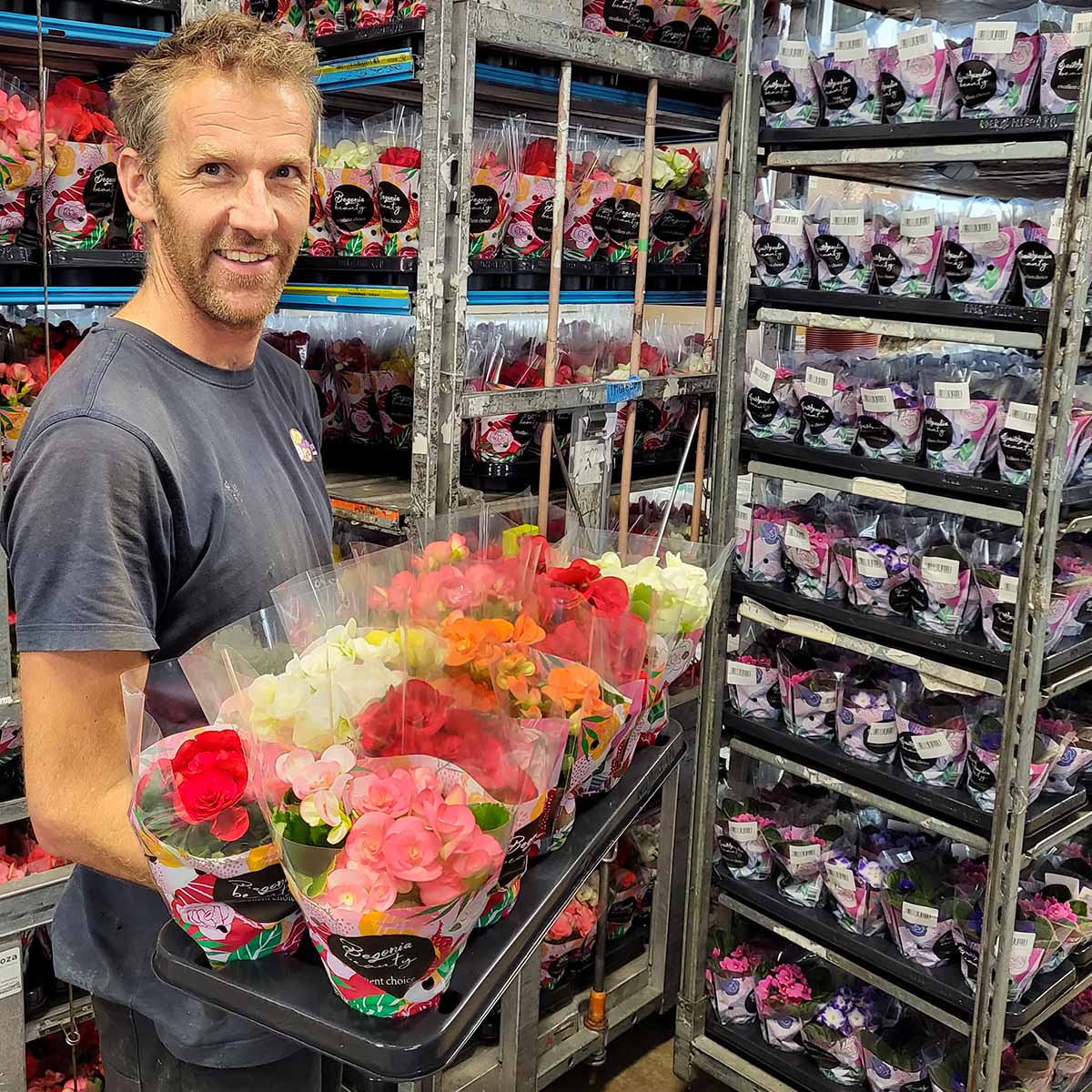 grower-kuipers-thinks-big-with-small-begonia-sweeties-featured