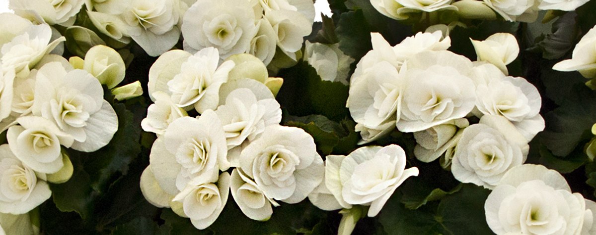 Begonia White on Thursd