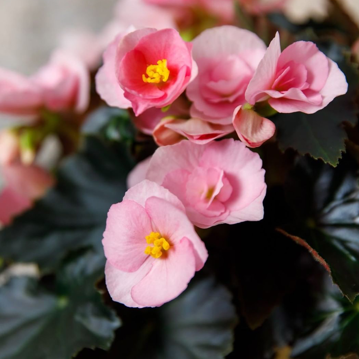 Begonia Pink detail on Thursd