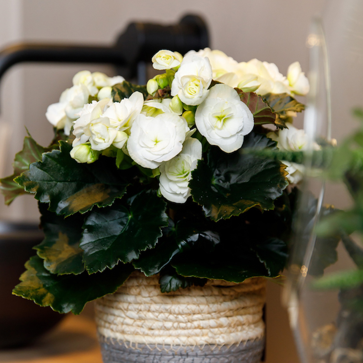 Begonia White pot on Thursd
