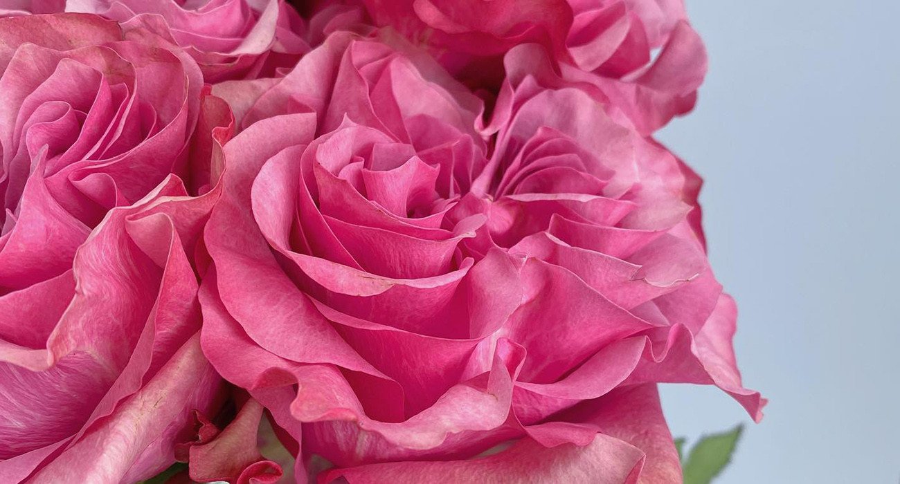EQR Ecuador Quality Roses Grower onThursd
