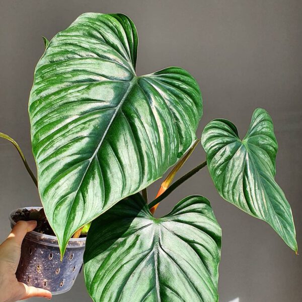 Must-have Plants for on Your Desk Philodendron