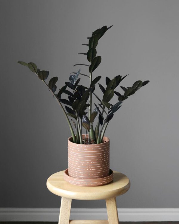 Must-have Plants for on Your Desk ZZ Raven