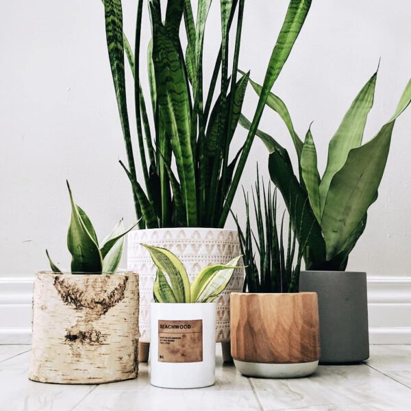Must-have Plants for on Your Desk Sansevieria