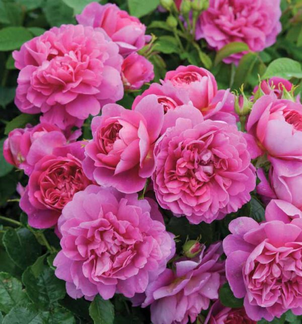 David Austin Roses Inspired by Great Women Princess Anne