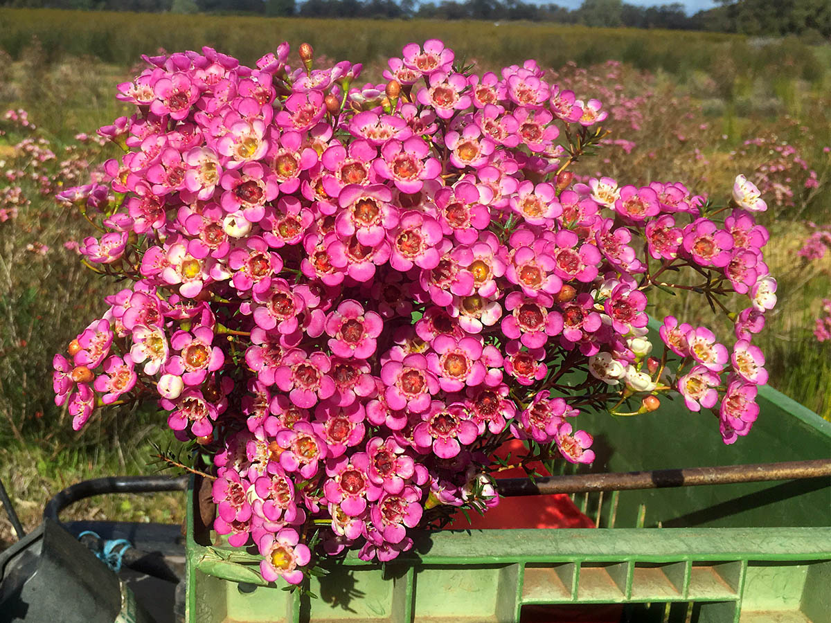 Waxflower Dees Delight Helix Australia on Thursd