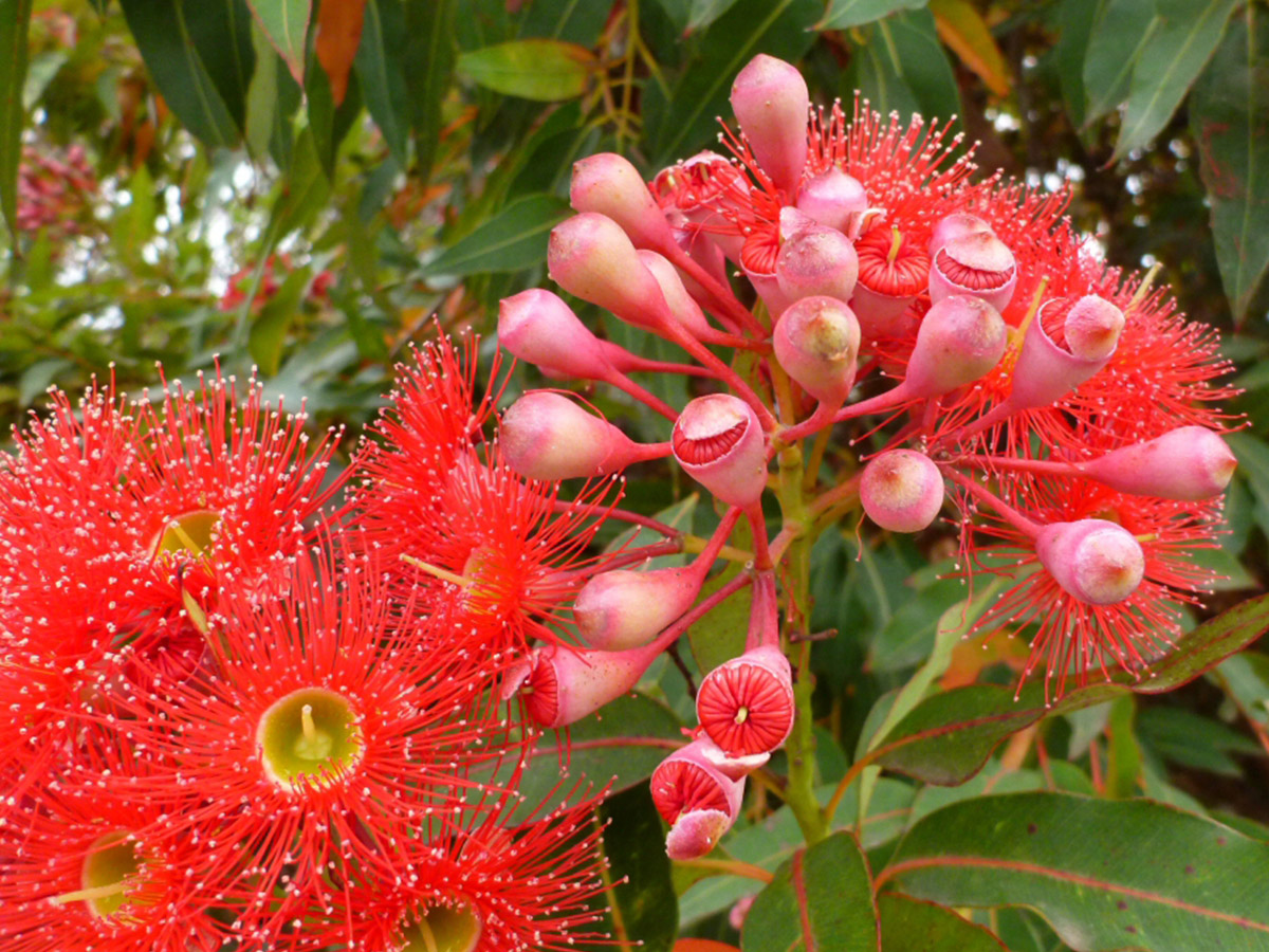 Corymbia Australia by Muchea Tree Farm on Thursd