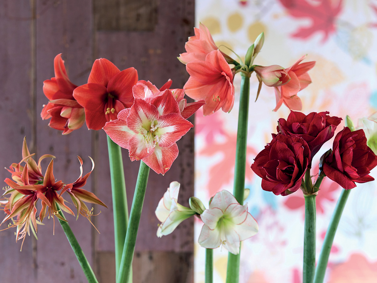 Mixed Amaryllis stems on Thursd