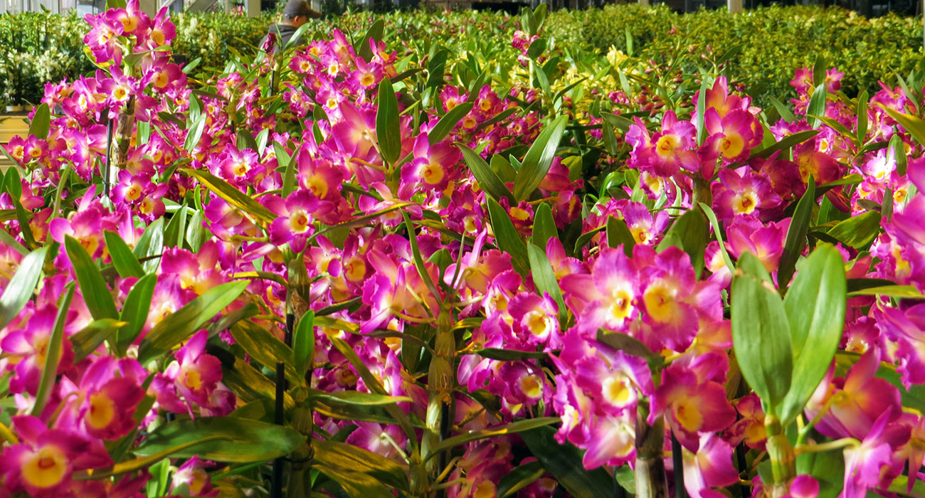 De Hoog Orchids Grower on Thursd header