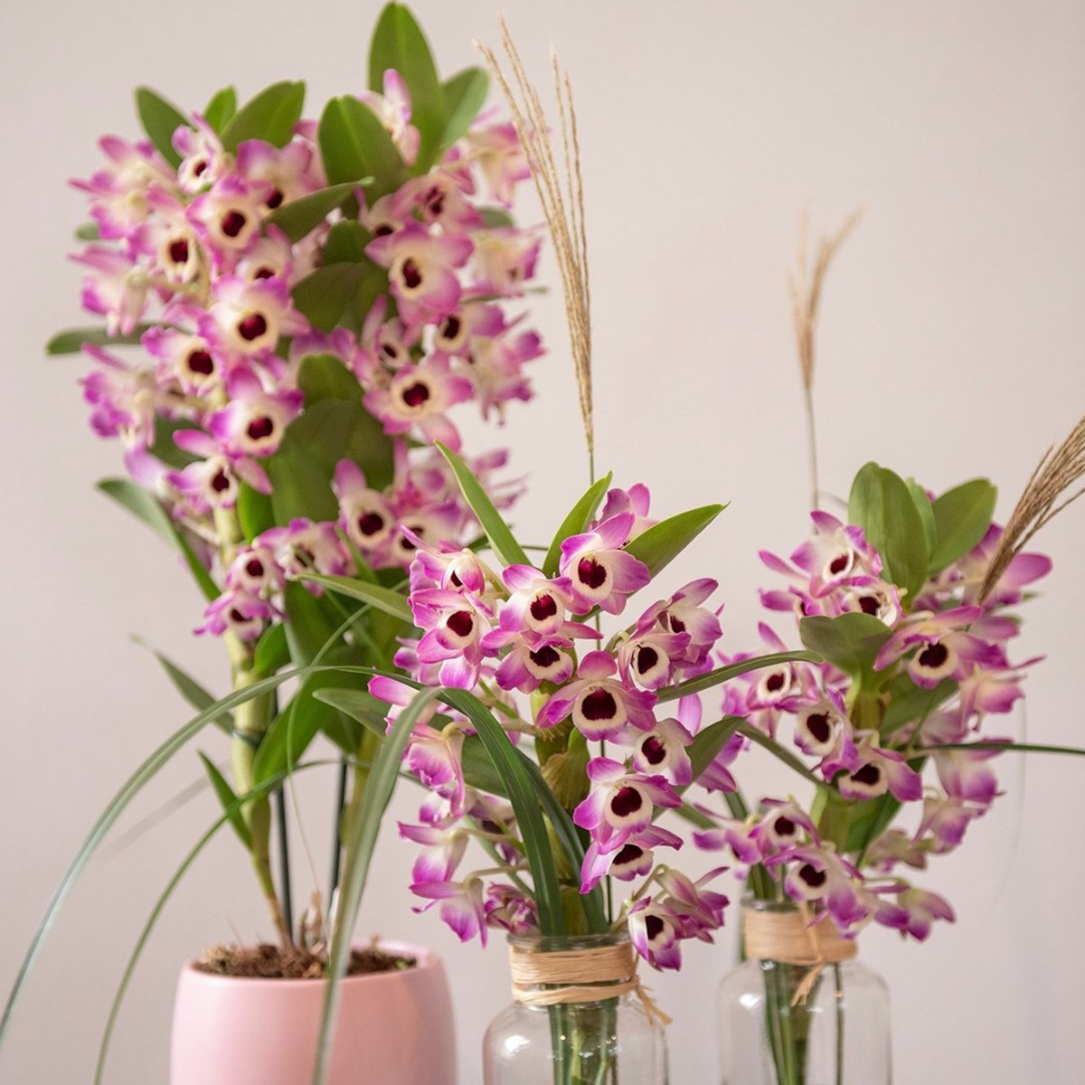 raise-the-bar-with-quality-dendrobium-nobile-pot-plants-featured
