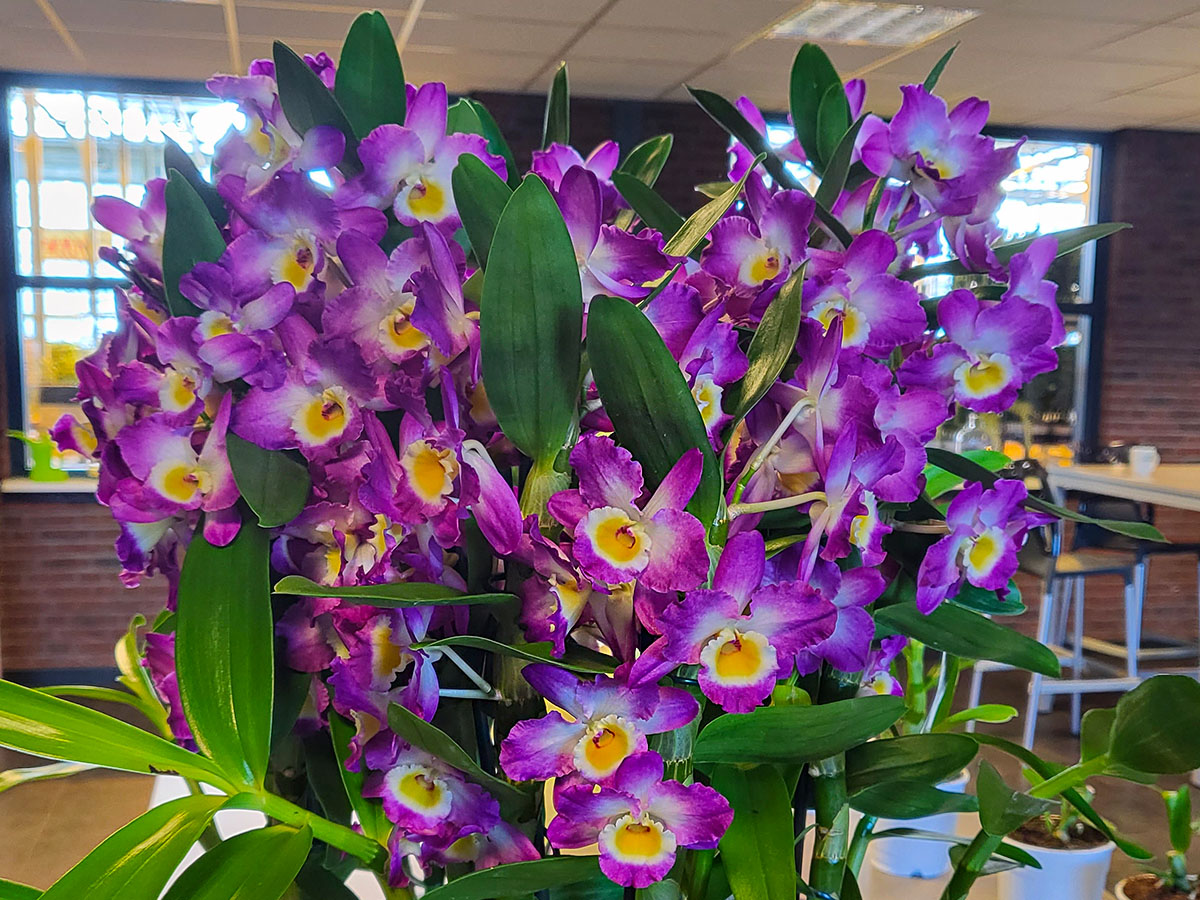 Dendrobium Nobile Akatsuki at De Hoog Orchids on Thursd