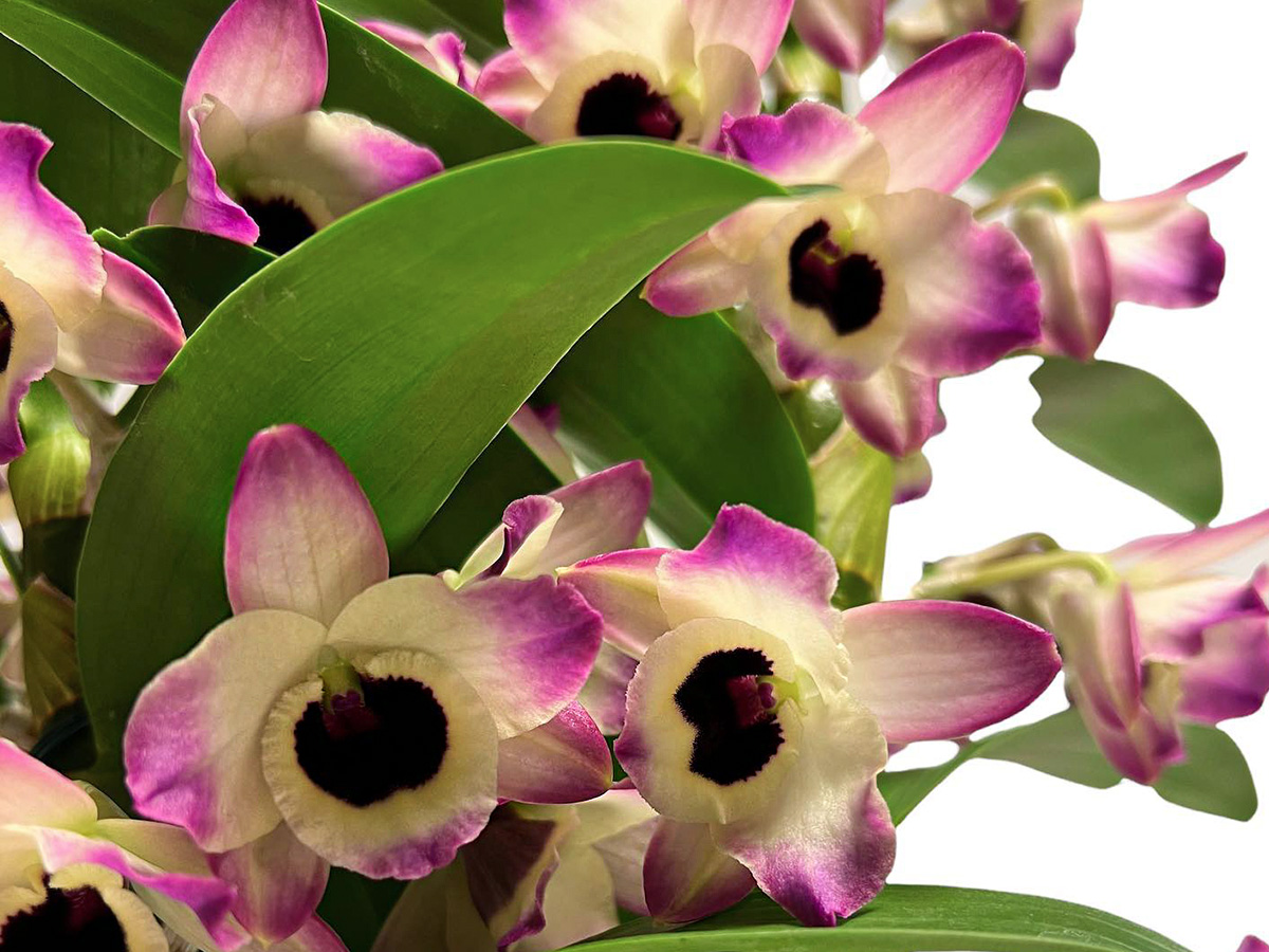 Dendrobium Nobile Sunny Eye at De Hoog Orchids on Thursd