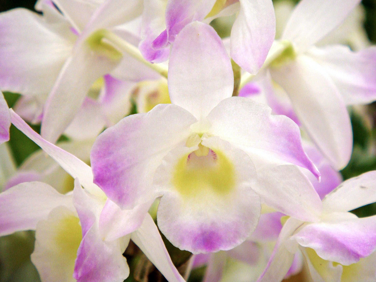 Dendrobium Nobile Kumiko at De Hoog Orchids on Thursd