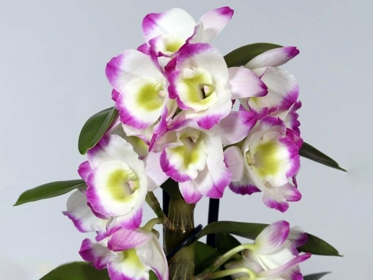 Dendrobium Nobile Bright Eyes at De Hoog Orchids on Thursd