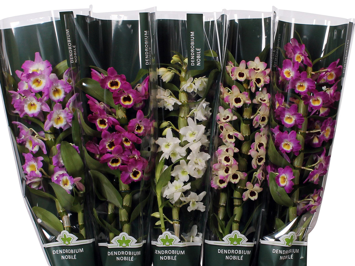 Dendrobium Nobile assortment by De Hoog Orchids on Thursd