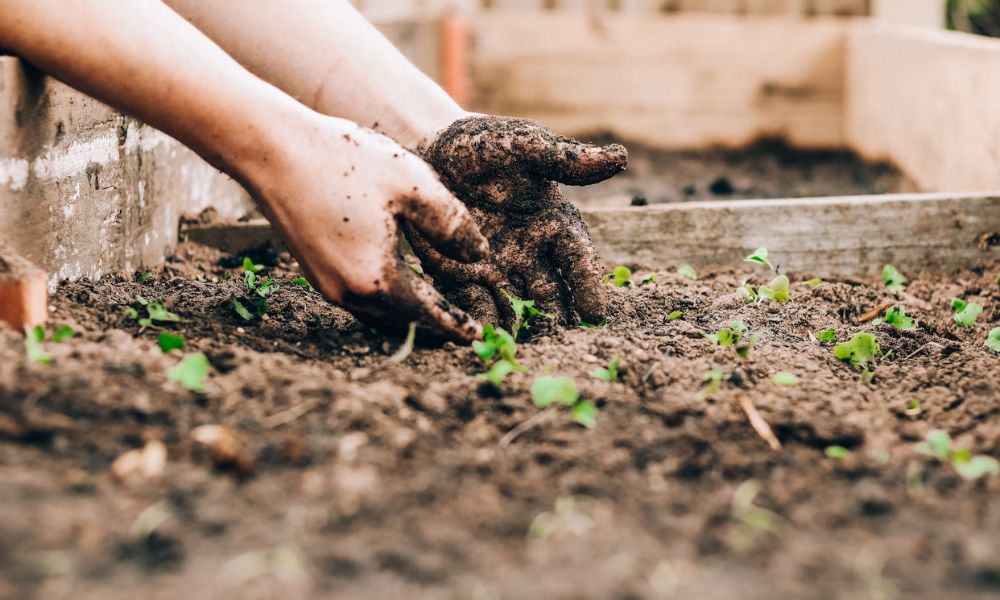 reconnecting-kids-to-nature-the-benefits-of-school-gardens-school