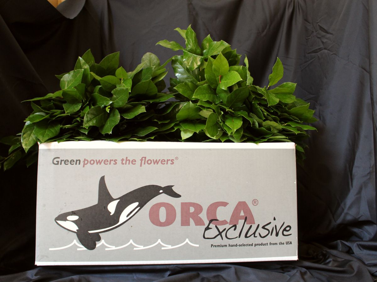 Salal Orca Green production on Thursd
