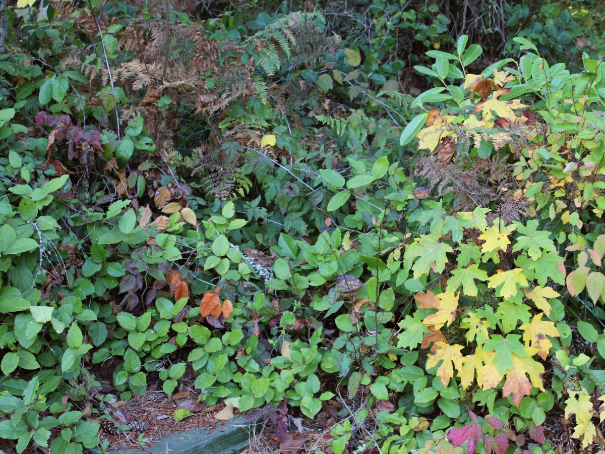 Salal produced in the Pacific northwest of Washington state on Thursd