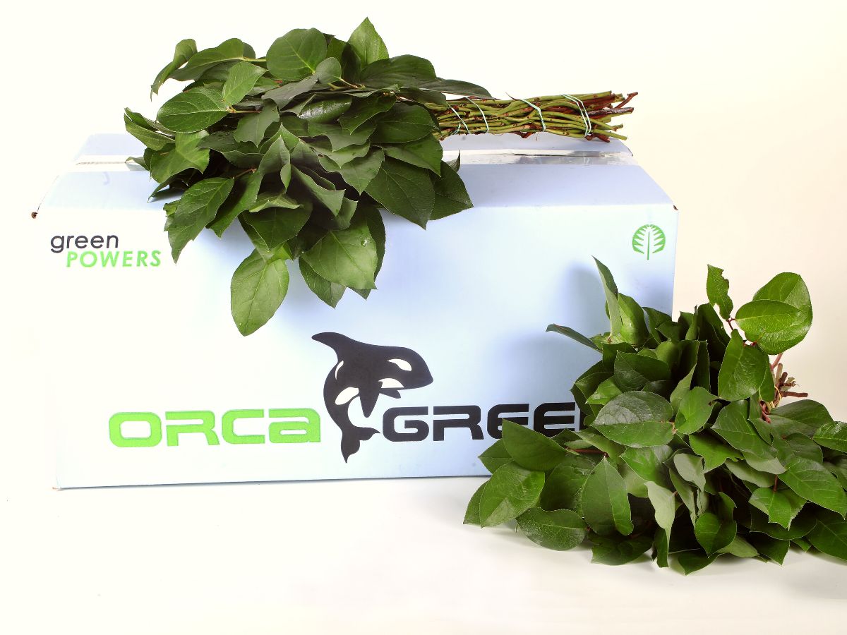 Salal Orca Green brand hardy long lasting product on Thursd