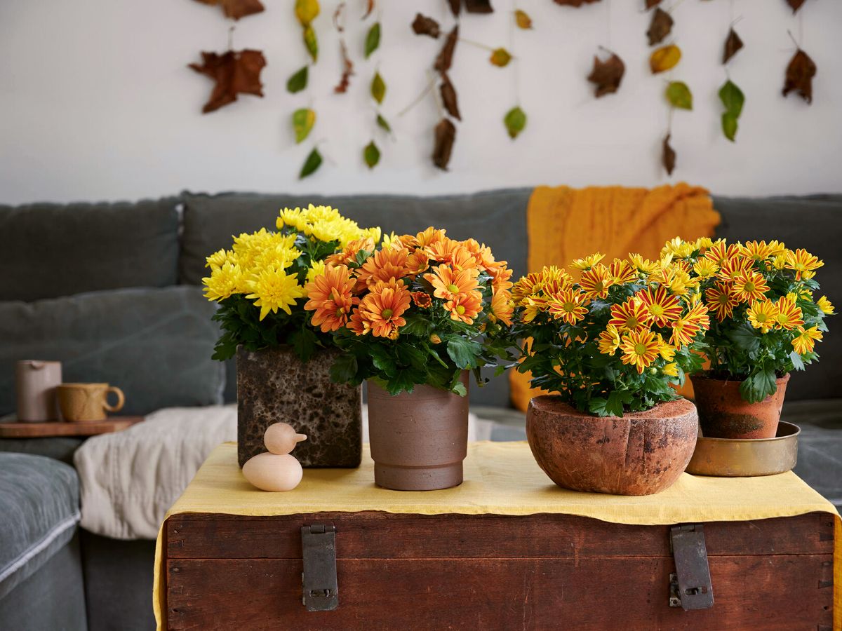 Royal Van Zanten autumn mums on Thursd